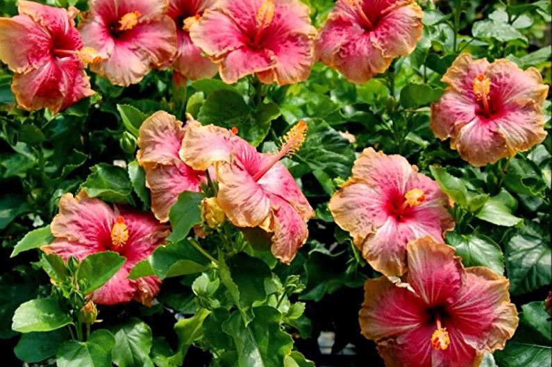Hibiscus - Chinese Rose
