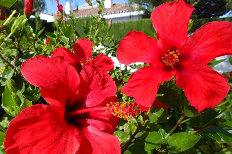 Hibiscus Care - Lighting