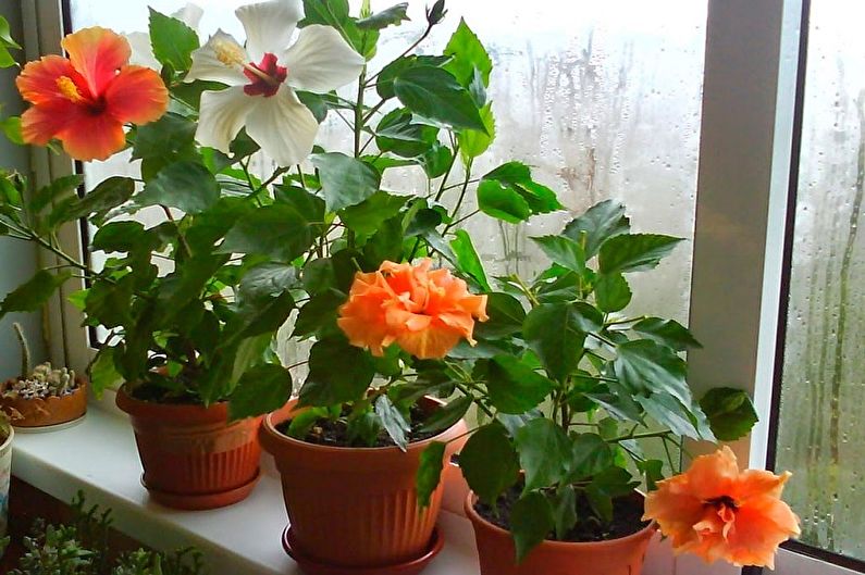 Hibiscus Care - Lighting
