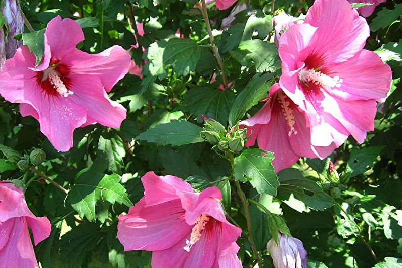 Hibiscus Care - Temperature