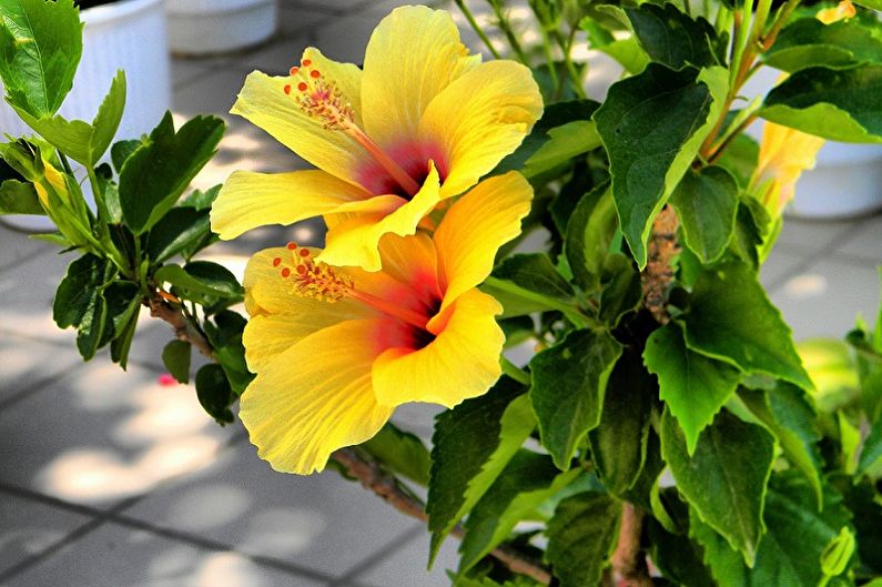Hibiscus Care - Temperature