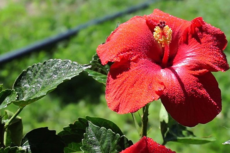 Hibiscus Care - Humidity