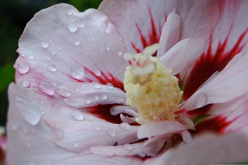 Hibiscus Care - Watering