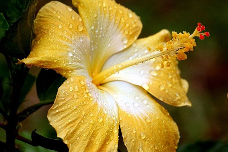 Hibiscus Care - Watering