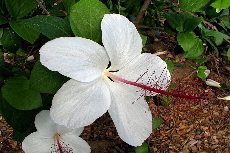 Hibiscus Care - Fertilizers and Feeding