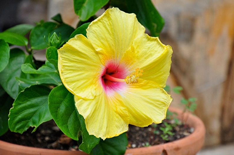 Hibiscus Care - Fertilizers and Feeding