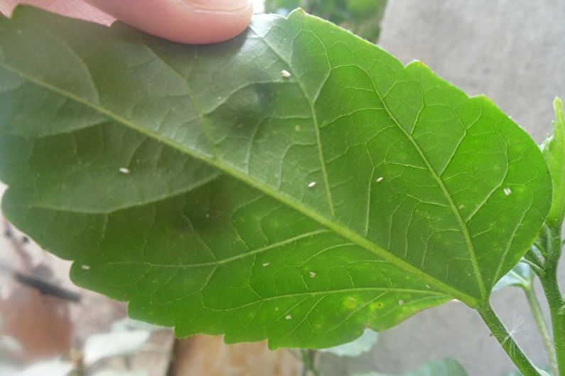 Hibiscus - Pests and Diseases