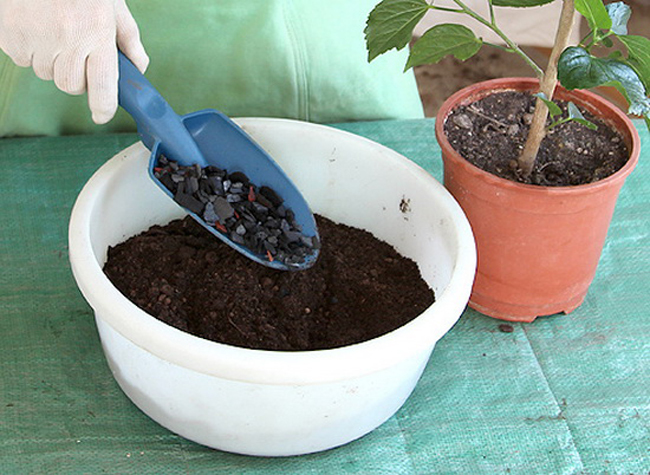 How to transplant hibiscus