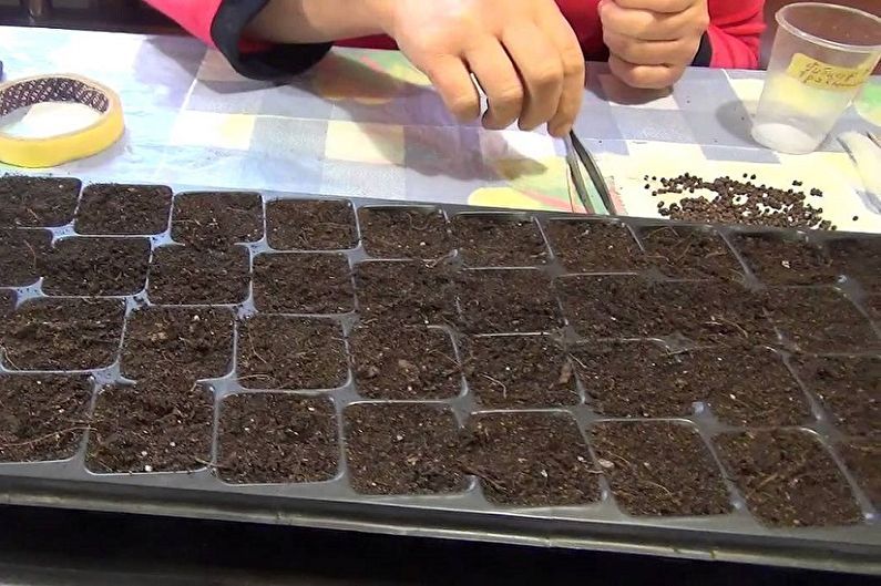 Hibiscus seed propagation