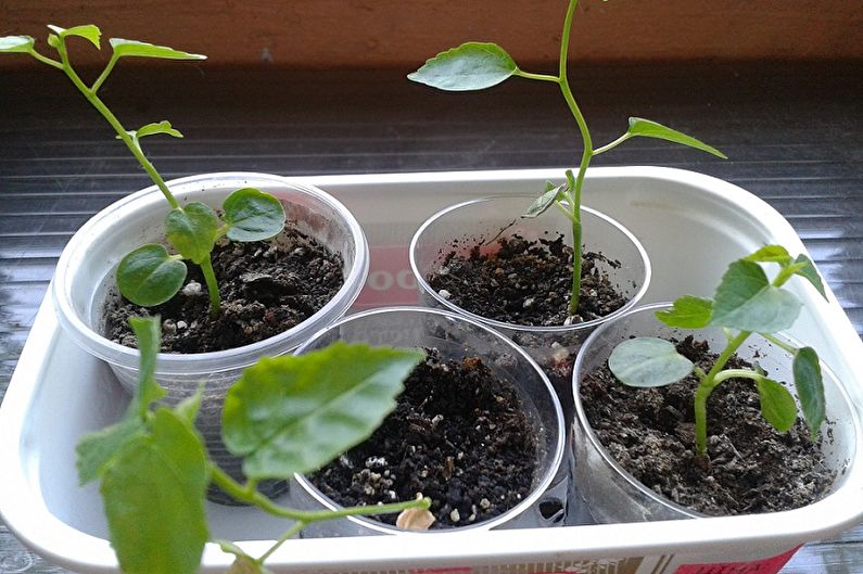Hibiscus seed propagation