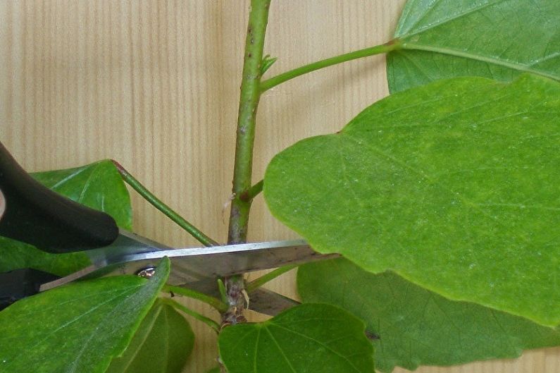 Hibiscus propagation by cuttings