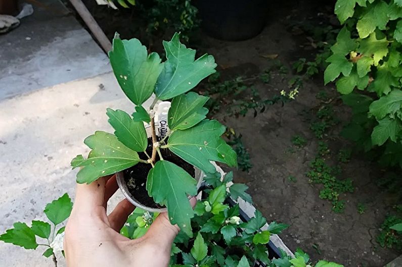 Hibiscus propagation by cuttings