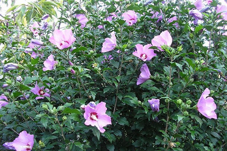 Hibiscus - photo
