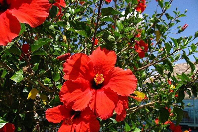 Hibiscus - photo