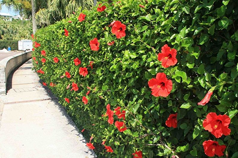 Hibiscus - photo