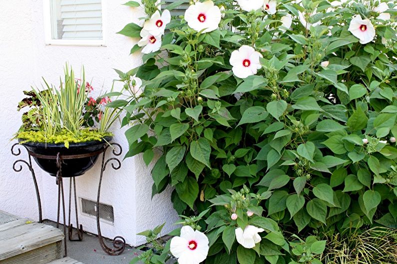 Hibiscus - photo