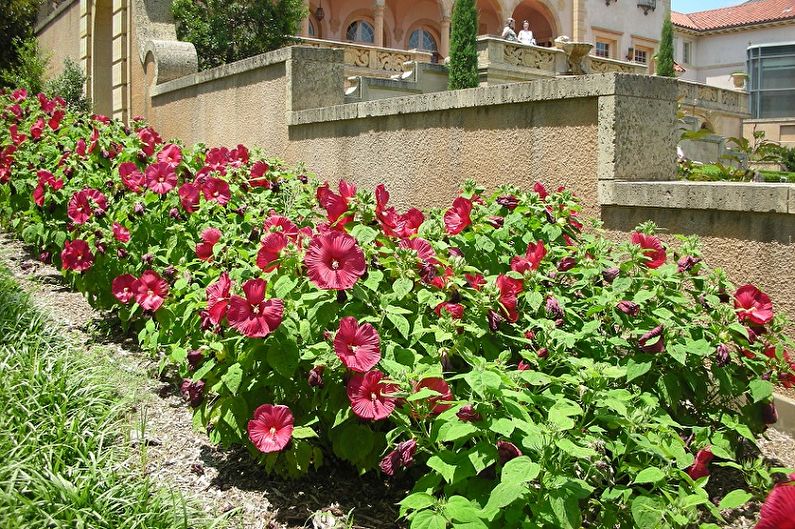 Hibiscus - photo