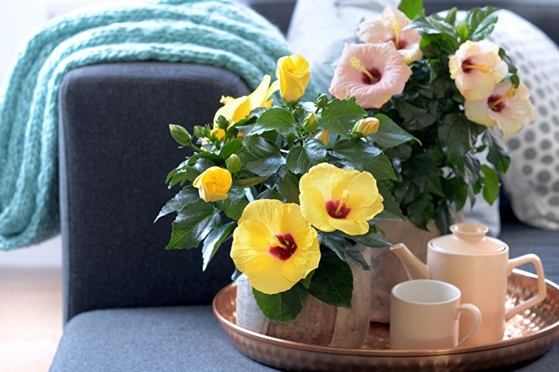 Hibiscus - photo