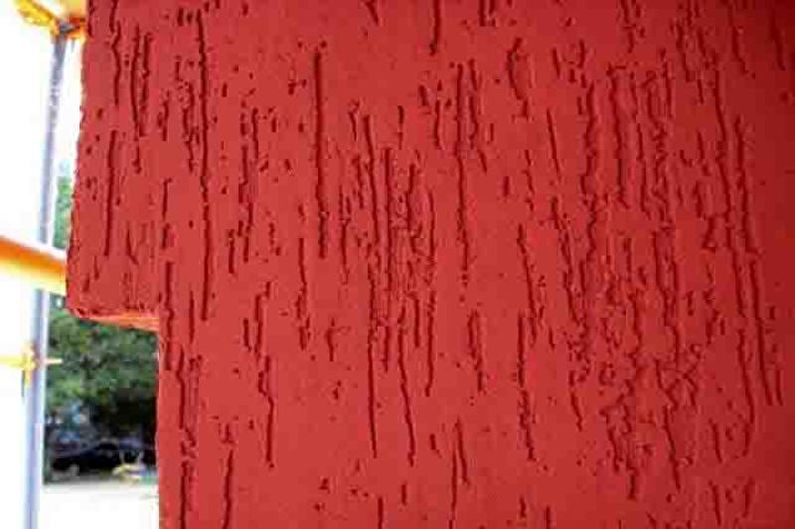 Stucco bark beetle - photo