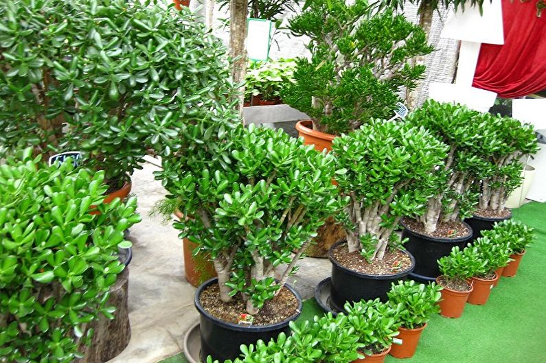 Money Tree (Crassula) - General Description