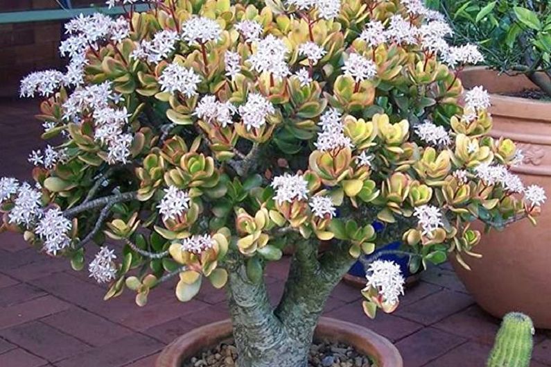 Types of Money Tree - Fat Trees