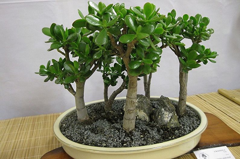 Types of Money Tree - Fat Trees