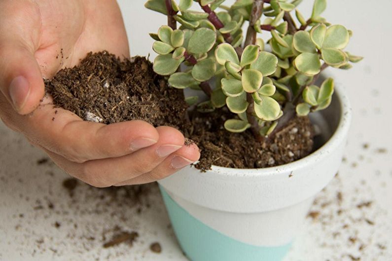 Money Tree (Crassula) - Transplanting and Breeding