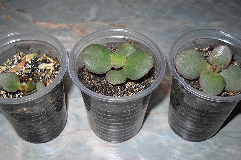 Money Tree (Crassula) - Transplanting and Breeding