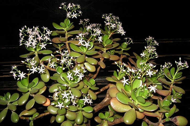 Money tree (Crassula) - photo