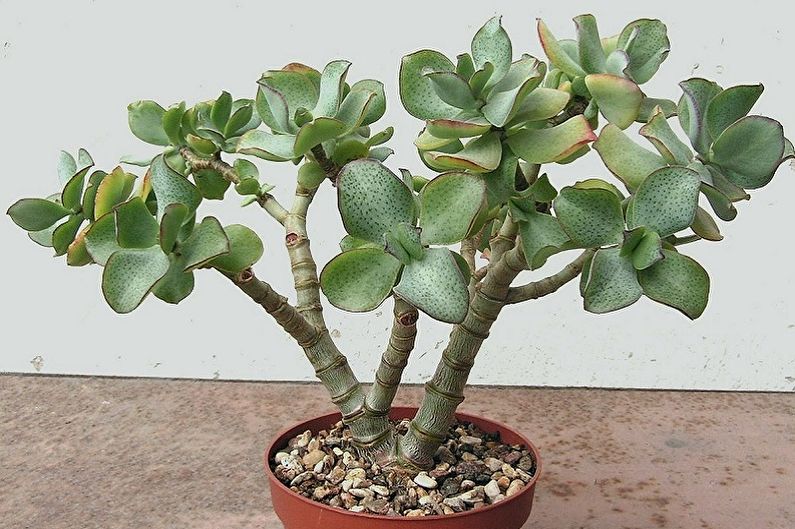 Money tree (Crassula) - photo