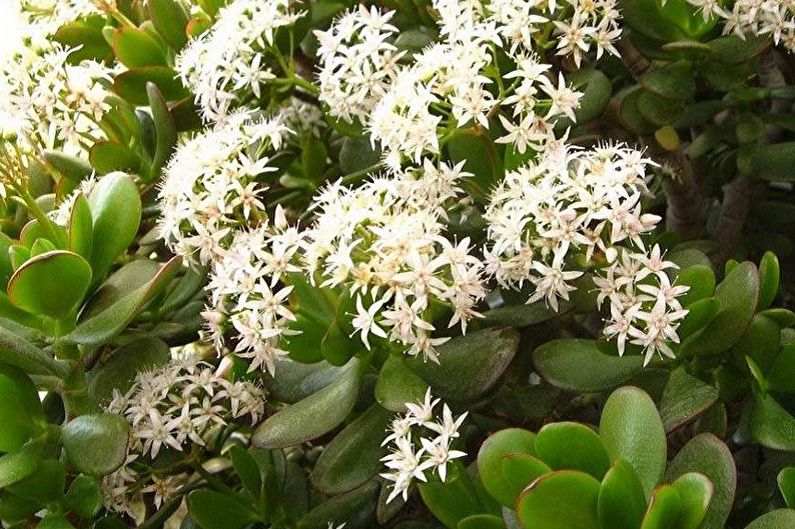 Money tree (Crassula) - photo