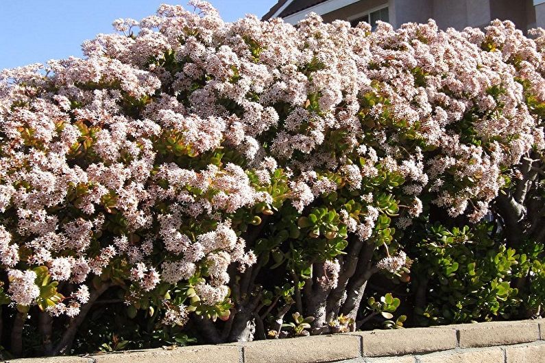 Money tree (Crassula) - photo