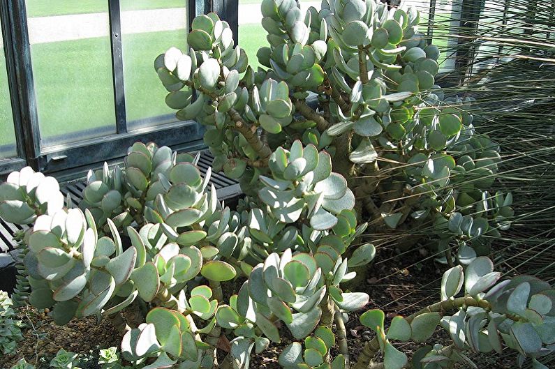Money tree (Crassula) - photo