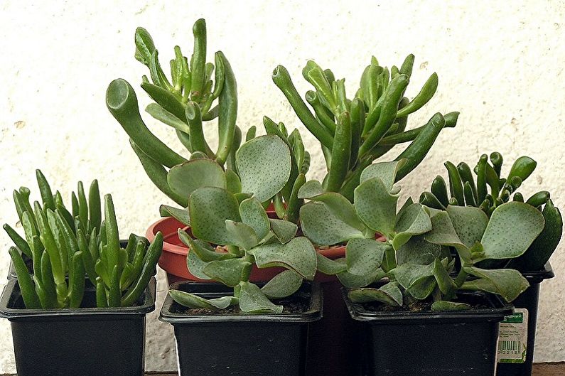 Money tree (Crassula) - photo