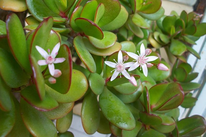 Money tree (Crassula) - photo