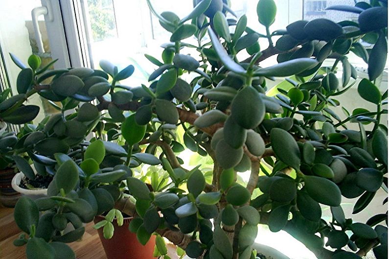Money tree (Crassula) - photo