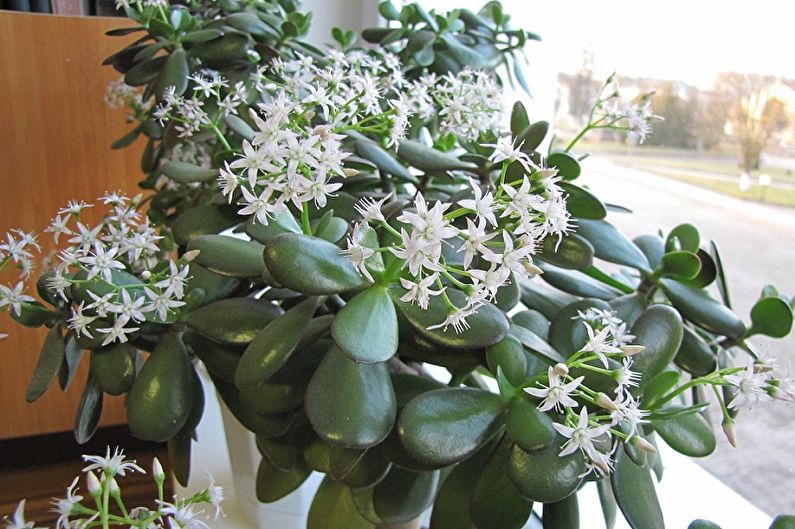 Money tree (Crassula) - photo