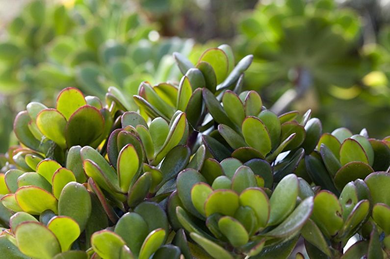 Money tree (Crassula) - photo