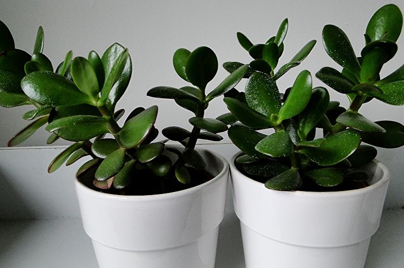 Money tree (Crassula) - photo
