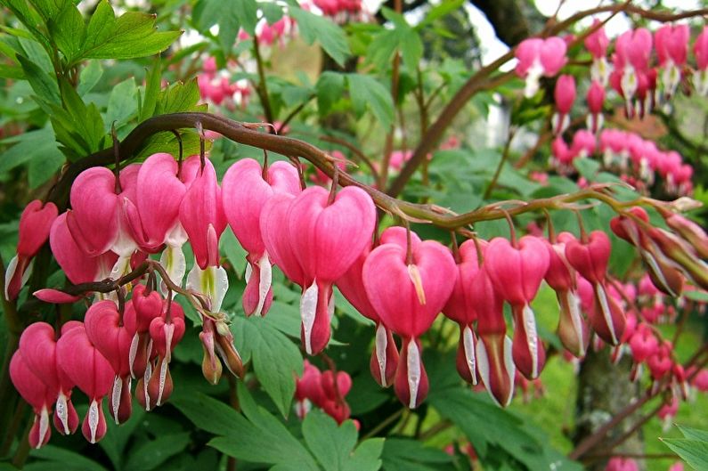 Grand dicentra