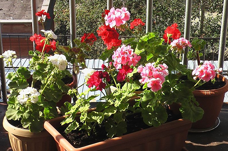 Pelargonium (geranium) - General characteristics