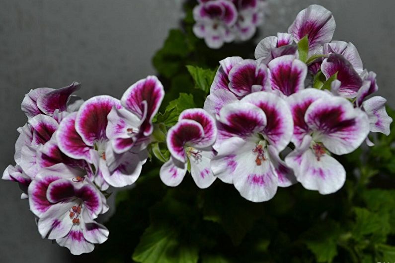 Pelargonium angels