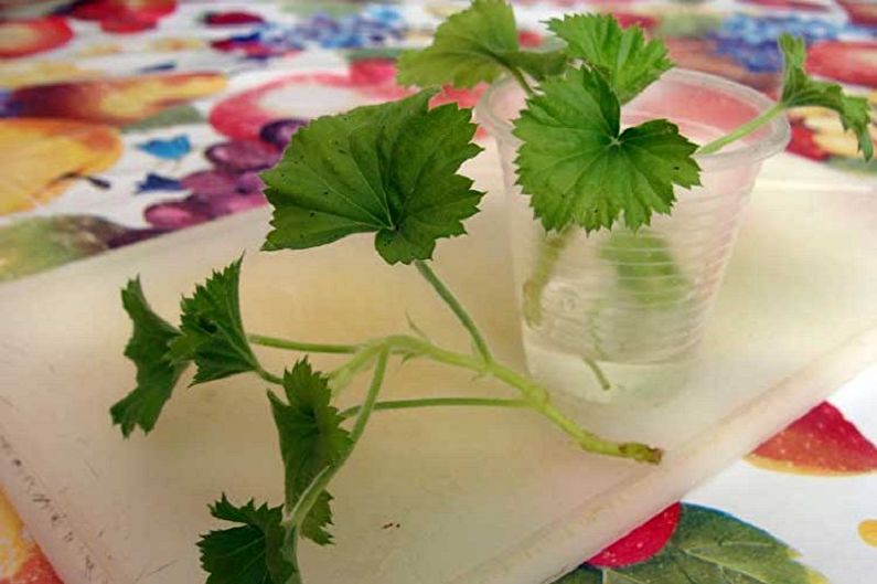 Pelargonium - Transplantation and Reproduction