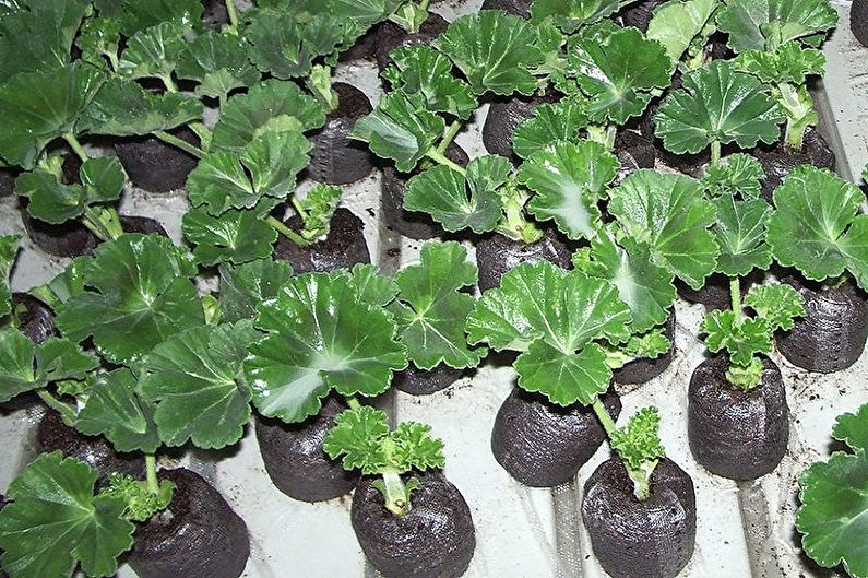 Pelargonium - Transplantation and Reproduction
