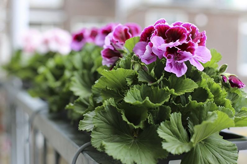 Pelargonium (geranium) - photo