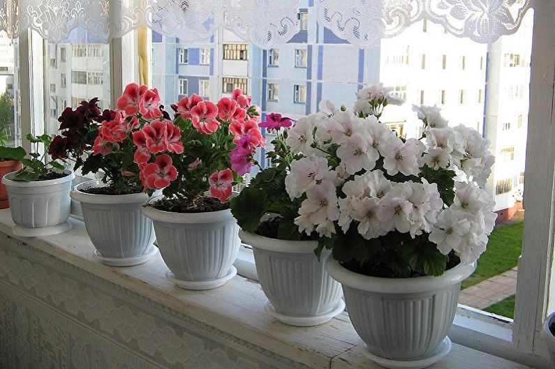 Pelargonium (geranium) - photo