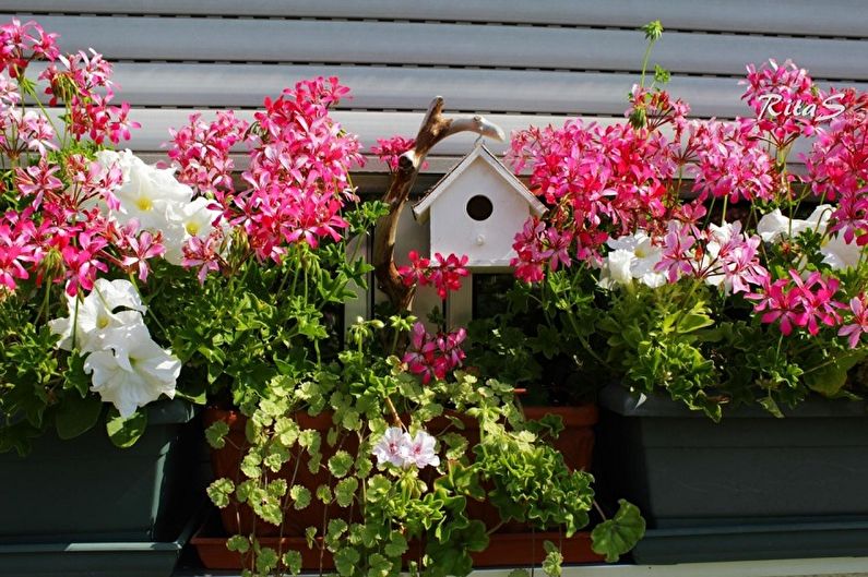 Pelargonium (geranium) - photo