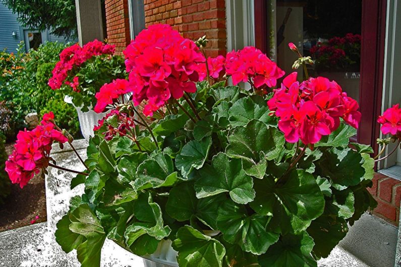 Pelargonium (geranium) - photo
