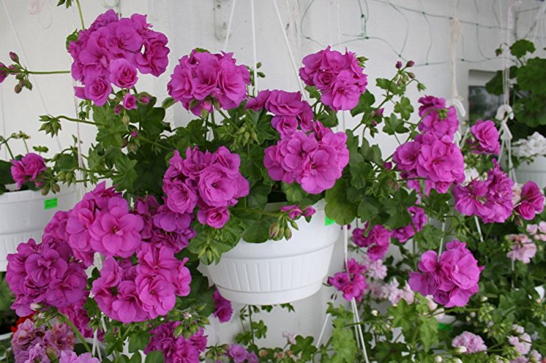 Pelargonium (geranium) - photo