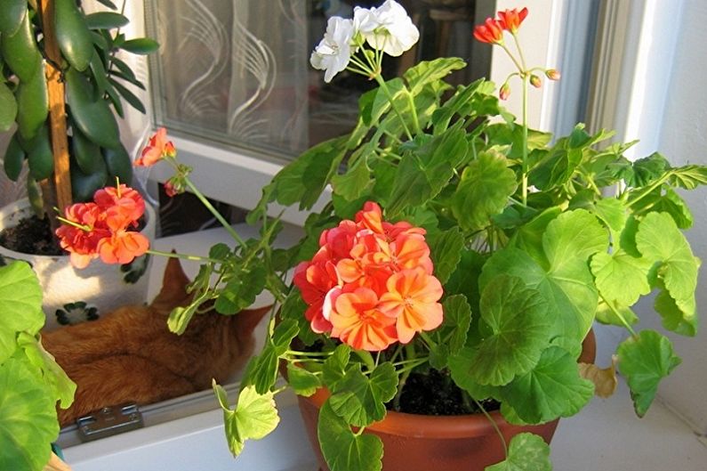 Pelargonium (geranium) - photo